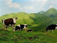 國(guó)際露營(yíng)基地落戶“南方呼倫貝爾”